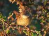 Grasshopper Warbler at West Canvey Marsh (RSPB) (Vince Kinsler) (76440 bytes)