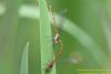 Large Red Damselfly at Thundersley Glen (Richard Howard) (34227 bytes)