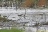 Wood Sandpiper at Vange Marsh (RSPB) (Richard Howard) (101247 bytes)