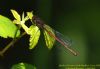 Large Red Damselfly at Benfleet Downs (Richard Howard) (42392 bytes)