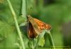 Large Skipper at Benfleet Downs (Richard Howard) (47662 bytes)