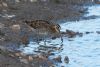 Snipe at Lower Raypits (Jeff Delve) (93252 bytes)