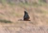 Pallid Harrier at Wallasea Island (RSPB) (Vince Kinsler) (35699 bytes)