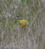 Blue-headed Wagtail at Wallasea Island (RSPB) (Jeff Delve) (117675 bytes)