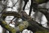 Little Owl at Southend Airport (Richard Howard) (79785 bytes)