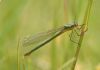 Scarce Emerald Damselfly at Canvey Way (Graham Oakes) (32471 bytes) Scarce Emerald Damselfly at Canvey Way (Graham Oakes) (32471 bytes)