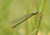 Scarce Emerald Damselfly at Canvey Way (Graham Oakes) (32471 bytes)