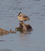 Red-crested Pochard at Gunners Park (Jeff Delve) (56026 bytes)