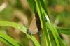 White-letter Hairstreak at Benfleet Downs (Richard Howard) (49446 bytes)