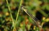 Scarce Emerald Damselfly at Canvey Way (Tim Bourne) (47904 bytes)