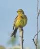 Yellowhammer at Bowers Marsh (RSPB) (Graham Oakes) (45845 bytes)