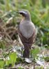 Wheatear at Wallasea Island (RSPB) (Jeff Delve) (67371 bytes) Wheatear at Wallasea Island (RSPB) (Jeff Delve) (67371 bytes)