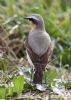 Wheatear at Wallasea Island (RSPB) (Jeff Delve) (67371 bytes)