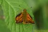 Large Skipper at Canvey Wick (Richard Howard) (49510 bytes)