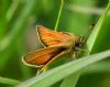 Essex Skipper at Bowers Marsh (RSPB) (Graham Oakes) (59448 bytes)