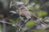 Chiffchaff at Gunners Park (Richard Howard) (50881 bytes)