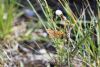 Wall Brown at Canvey Wick (Jeff Delve) (72193 bytes)