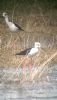 Black-winged Stilt at Bowers Marsh (RSPB) (Neil Chambers) (52290 bytes) Black-winged Stilt at Bowers Marsh (RSPB) (Neil Chambers) (52290 bytes)