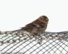 Twite at Wallasea Island (RSPB) (Jeff Delve) (57167 bytes)