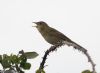 Grasshopper Warbler at West Canvey Marsh (RSPB) (Jeff Delve) (29947 bytes)