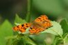 Comma at Pound Wood (Richard Howard) (48324 bytes)