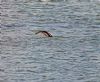 Shag at South Fambridge (Paul Baker) (107649 bytes)