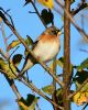 Brambling at Bowers Marsh (RSPB) (Graham Oakes) (124124 bytes)