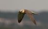 Red-footed Falcon at Bowers Marsh (RSPB) (Gordon Appleton) (21405 bytes)