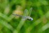 Southern Migrant Hawker at Bowers Marsh (RSPB) (Graham Oakes) (52514 bytes)