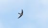 Alpine Swift at Hadleigh Downs (Steve Arlow) (10134 bytes)