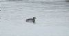 Long-tailed Duck at Rossi's Ice Cream, Westcliff (Steve Arlow) (52510 bytes) Long-tailed Duck at Rossi's Ice Cream, Westcliff (Steve Arlow) (52510 bytes)