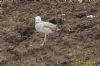 Caspian Gull at Private site with no public access (Richard Howard) (164866 bytes)