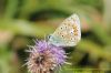 Common Blue at West Canvey Marsh (RSPB) (Richard Howard) (52791 bytes)