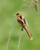 Bearded Tit at Bowers Marsh (RSPB) (Graham Oakes) (44184 bytes)