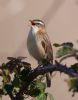 Sedge Warbler at West Canvey Marsh (RSPB) (Vince Kinsler) (52718 bytes)