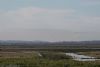 Golden Plover at Wallasea Island (RSPB) (Jeff Delve) (49182 bytes)