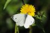 Small White at Benfleet Downs (Richard Howard) (44491 bytes)