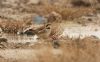 Shore Lark at Wallasea Island (RSPB) (Steve Arlow) (63410 bytes) Shore Lark at Wallasea Island (RSPB) (Steve Arlow) (63410 bytes)