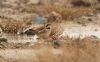 Shore Lark at Wallasea Island (RSPB) (Steve Arlow) (63410 bytes)