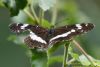 White Admiral at Belfairs N.R. (Richard Howard) (51784 bytes)