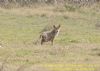 Red Fox at Gunners Park (Richard Howard) (141808 bytes)