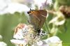 White-letter Hairstreak at Benfleet Downs (Richard Howard) (66121 bytes)