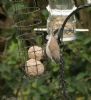 Lesser Whitethroat at Rayleigh (Jeff Delve) (102034 bytes) Lesser Whitethroat at Rayleigh (Jeff Delve) (102034 bytes)
