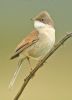 Whitethroat at Bowers Marsh (RSPB) (Graham Oakes) (44171 bytes)