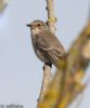 Spotted Flycatcher at Gunners Park (Jeff Delve) (40021 bytes)