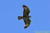 Buzzard at Benfleet Downs (Richard Howard) (31910 bytes)