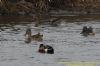 Pintail at West Canvey Marsh (RSPB) (Richard Howard) (69523 bytes)