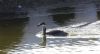 Slavonian Grebe at Private site with no public access (Chris Lewis) (52969 bytes) Slavonian Grebe at Private site with no public access (Chris Lewis) (52969 bytes)