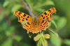 Comma at West Canvey Marsh (RSPB) (Richard Howard) (55885 bytes)