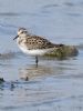 Little Stint at Bowers Marsh (RSPB) (Graham Oakes) (78448 bytes) Little Stint at Bowers Marsh (RSPB) (Graham Oakes) (78448 bytes)